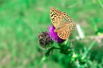 Butterfly on burdock . Butterfly with spread wings . Green natural background