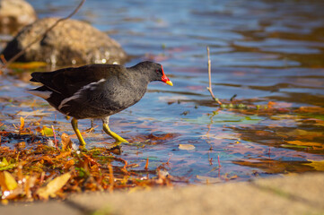 Nature photograph of a Eurasian coot
