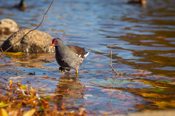 Nature photograph of a Eurasian coot