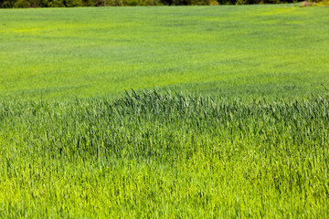 an agricultural field on which cereal plants are grown