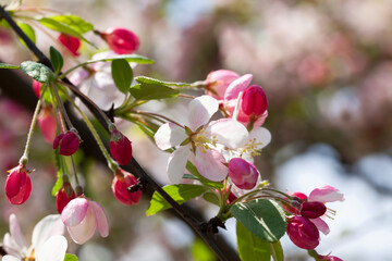 beautiful fruit tree blooming with red flowers