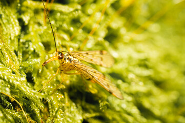 A scorpion fly on the forest floor