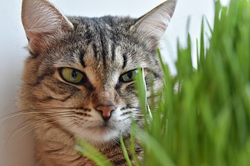 Naklejka na ściany i meble cat face Kurilian bobtail. striped cat. background grass for cats. veterinary medicine. proper nutrition of cats, diet of cats