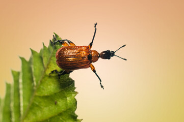 An Attelabidae on a leaf
