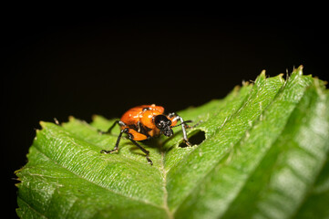 An Attelabidae on a leaf