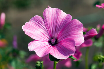 small pink flowers close up
