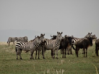 Aufmerksame Herde Zebras und Gnus in freier Natur