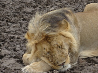 Nahaufnahme schlafender Löwe in freier Natur