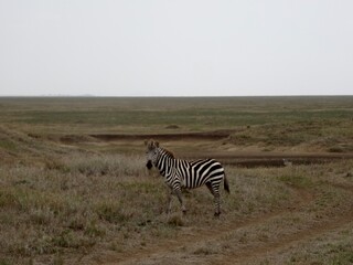 Fototapeta na wymiar Zebra im Nogorongoro Krater, Tanzania
