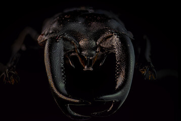 Close up of a Java stag beetle