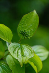 Fototapeta na wymiar Hochformat: Grüne Blätter und Knospen des Hartriegel (Lat.: Cornus) im Frühling an einem Strauch im Garten