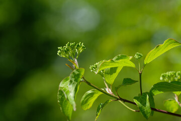 Frühling im Garten: Grüne Blätter Knospen an einem Strauch / Hornstrauch der giftigen...