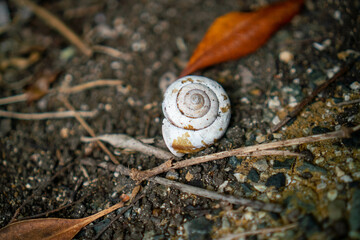 Snail shell