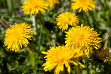 a field with yellow blooming dandelions in the spring season