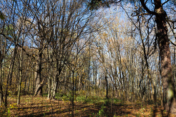 Obraz premium deciduous trees in the autumn season during leaf fall