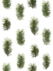 Cute Seamless Pattern with Green Pine Twigs on a White  Background. Winter Holidays Repeatable Flat Lay ideal for Wrapping Paper, Fabric.
