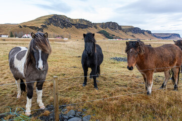 horse in the field Iceland