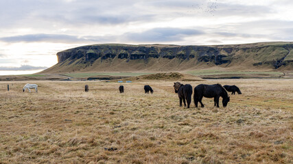 horse in the field Iceland