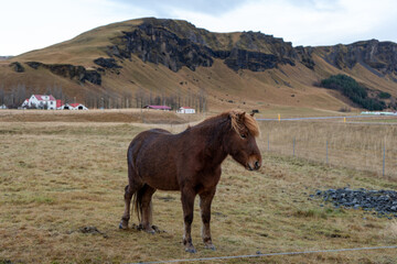 horse in the mountains Iceland
