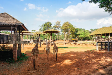 big giraffe in the zoo