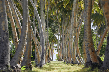 Empty footpath in alley of high coconut palm trees at beautiful sunny day.