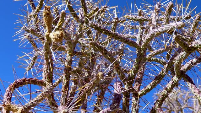 Christmas cholla, tasajillo (Cylindropuntia leptocaulis). Arizona pencil cholla with long yellow spines against the blue sky. Joshua Tree NP