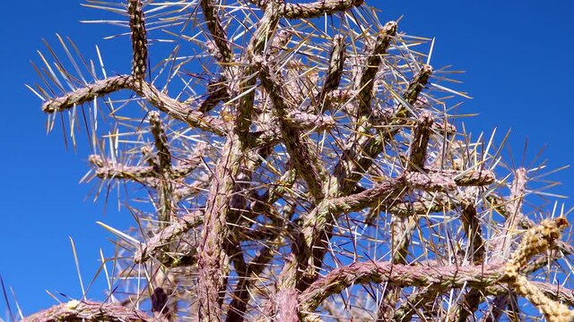 Christmas cholla, tasajillo (Cylindropuntia leptocaulis). Arizona pencil cholla with long yellow spines against the blue sky. Joshua Tree NP
