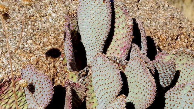 Cacti in the Arizona desert. Golden prickly pear (Opuntia aurea, O. basilaris var. aurea)