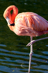 フラミンゴ
