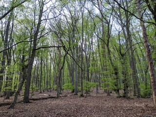 Beech forest in summer - Teutoburg Forest