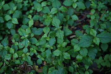 bunch of green leaves. Green color background. Green leaf pattern and shape background, nature background and wallpaper.