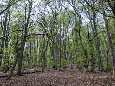 Beech Forest In Summer - Teutoburg Forest