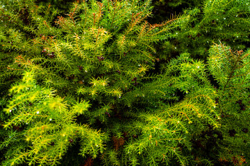 tree after the rain, raindrops on the tree