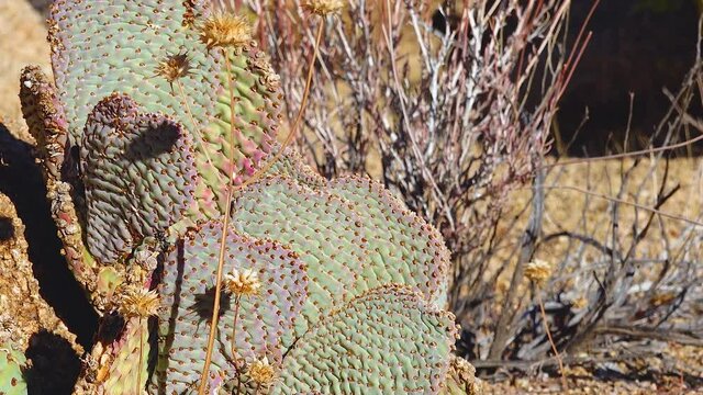 Cacti in the Arizona desert. Golden prickly pear (Opuntia aurea, O. basilaris var. aurea)