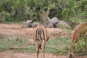 impala antelope, Aepyceros melampus, in the african bush