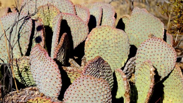 Cacti in the Arizona desert. Golden prickly pear (Opuntia aurea, O. basilaris var. aurea)