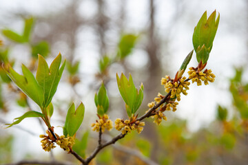シロモジの花咲く
