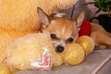 A bored, well-dressed dog lies next to a notebook that says "I love you." On Valentine's Day, a pet in a red sweater misses his beloved.