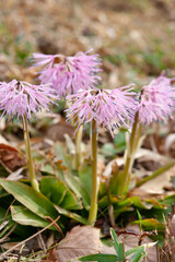斜面に咲くショウジョウバカマ