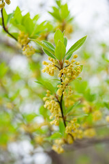 クロモジの小さな花