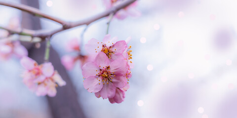 Pink flowers on branch of almond tree close up in early spring on blurred background with copy space