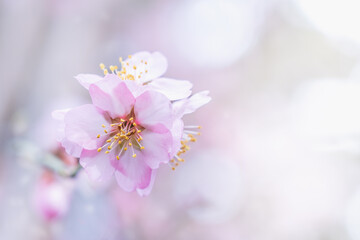 Pink almond flower on a branch in early spring with  bokeh (out-of-focus parts of an image)