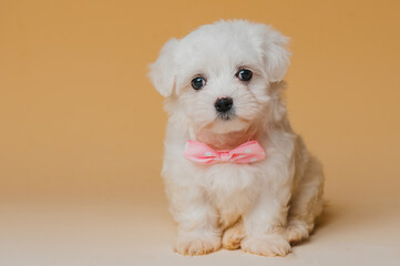 Bichon maltese puppy dog white with yellow background