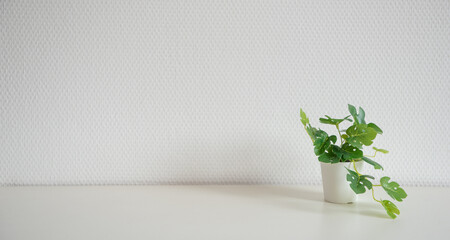 Plante à feuilles verte sur une étagère blanche devant un mur blanc - décor simple et épuré - minimalisme © Pause Papote