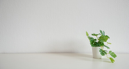 Plante à feuilles verte sur une étagère blanche devant un mur blanc - décor simple et épuré - minimalisme
