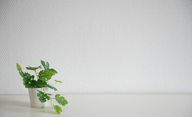 Plante à feuilles verte sur une étagère blanche devant un mur blanc - décor simple et épuré -...