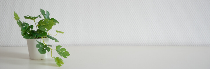 Plante verte sur une étagère blanche devant un mur blanc en panoramique - décor minimalisme