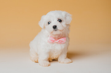 Bichon maltese puppy dog white with yellow background