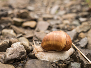 Snail © DRONE QUEST