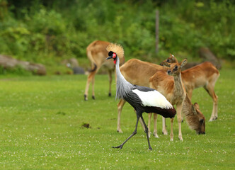 The grey crowned cranes (Balearica regulorum), also known as the African crowned crane, golden crested crane, on the greaan grass with open wings.